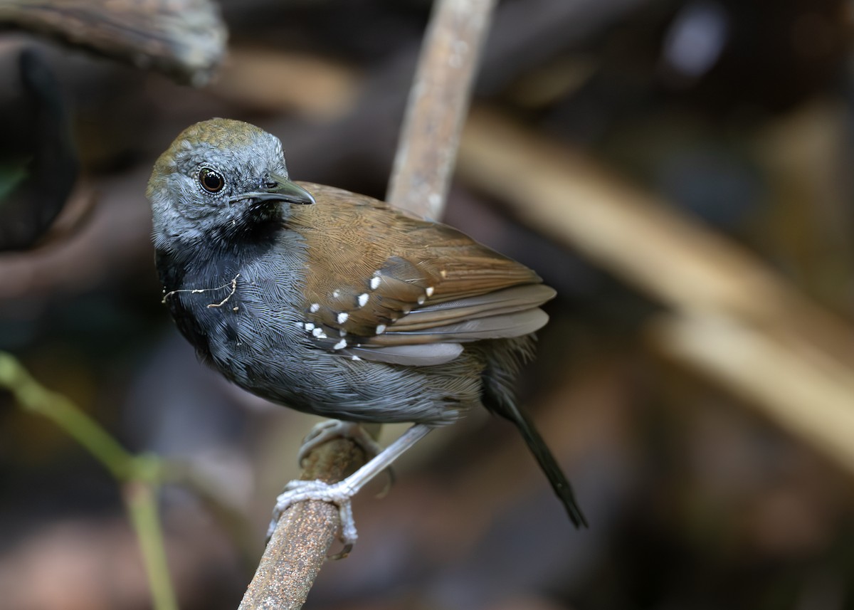Black-throated Antbird - ML638129506