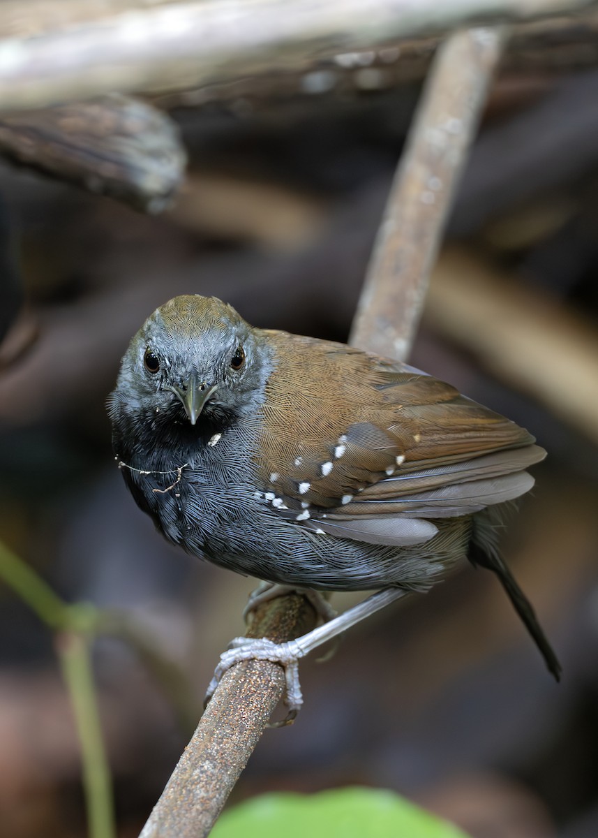 Black-throated Antbird - ML638129507