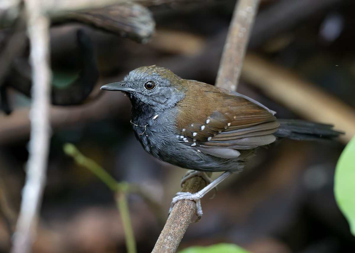 Black-throated Antbird - ML638129508