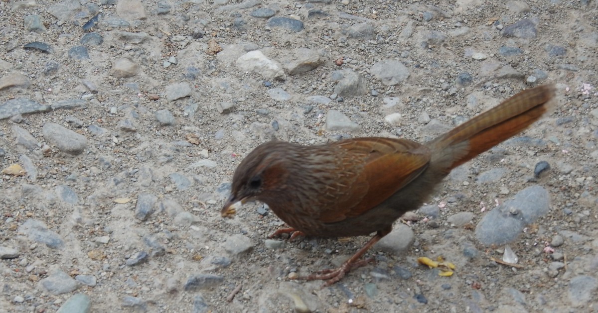 Streaked Laughingthrush - ML638129527