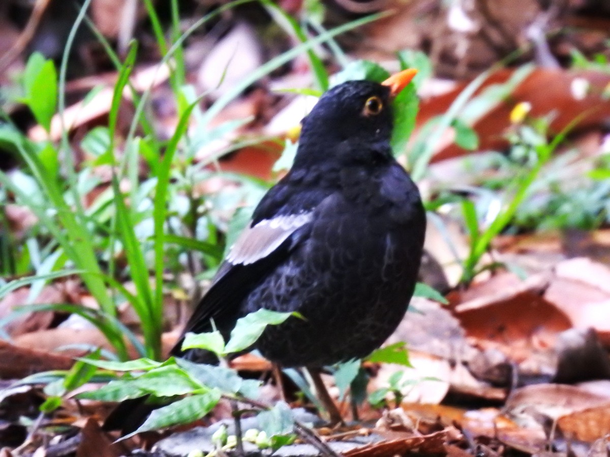 Gray-winged Blackbird - ML638129538