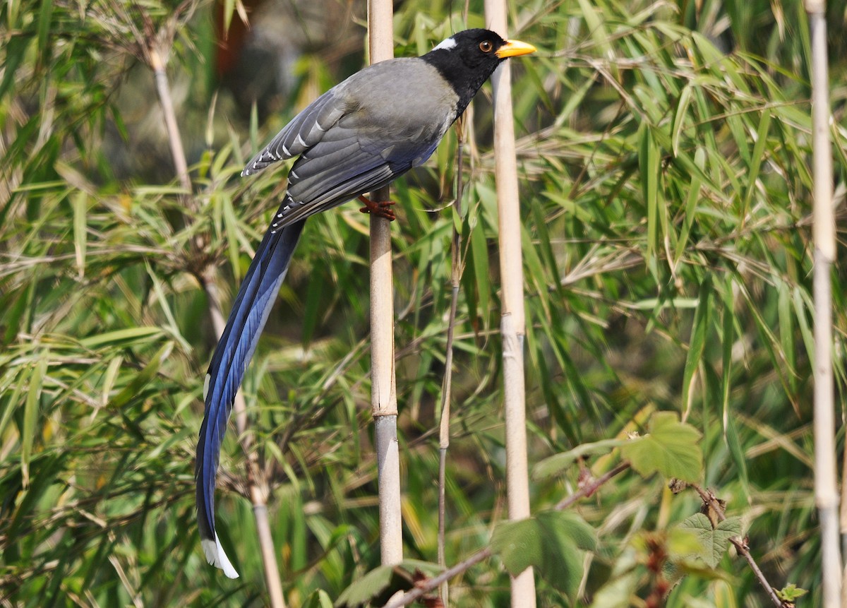 Yellow-billed Blue-Magpie - ML638129550