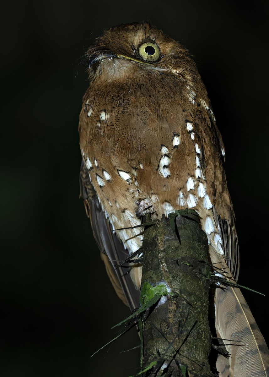 Rufous Potoo - ML638129555