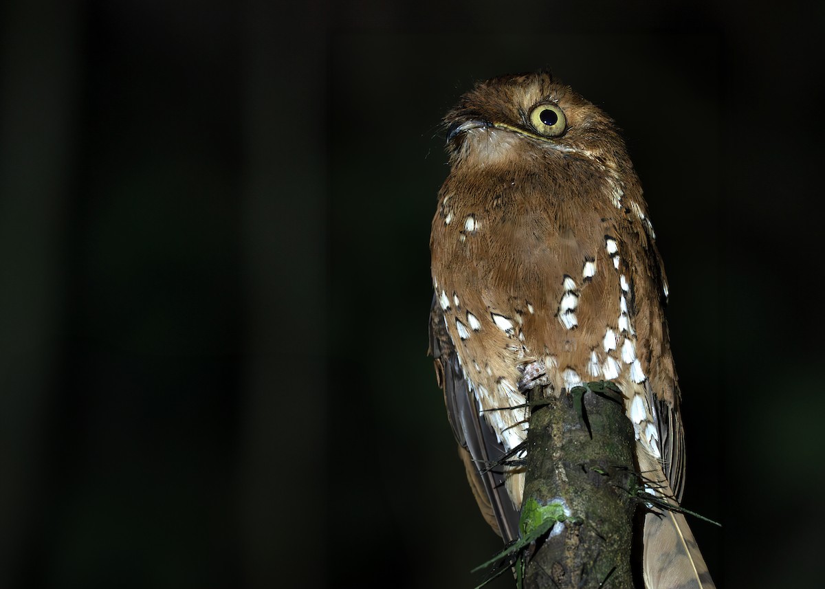 Rufous Potoo - ML638129556