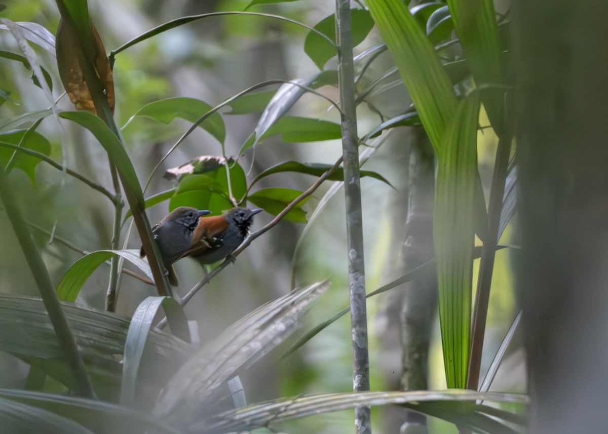 Rio Madeira Stipplethroat (Roosevelt) - ML638129568