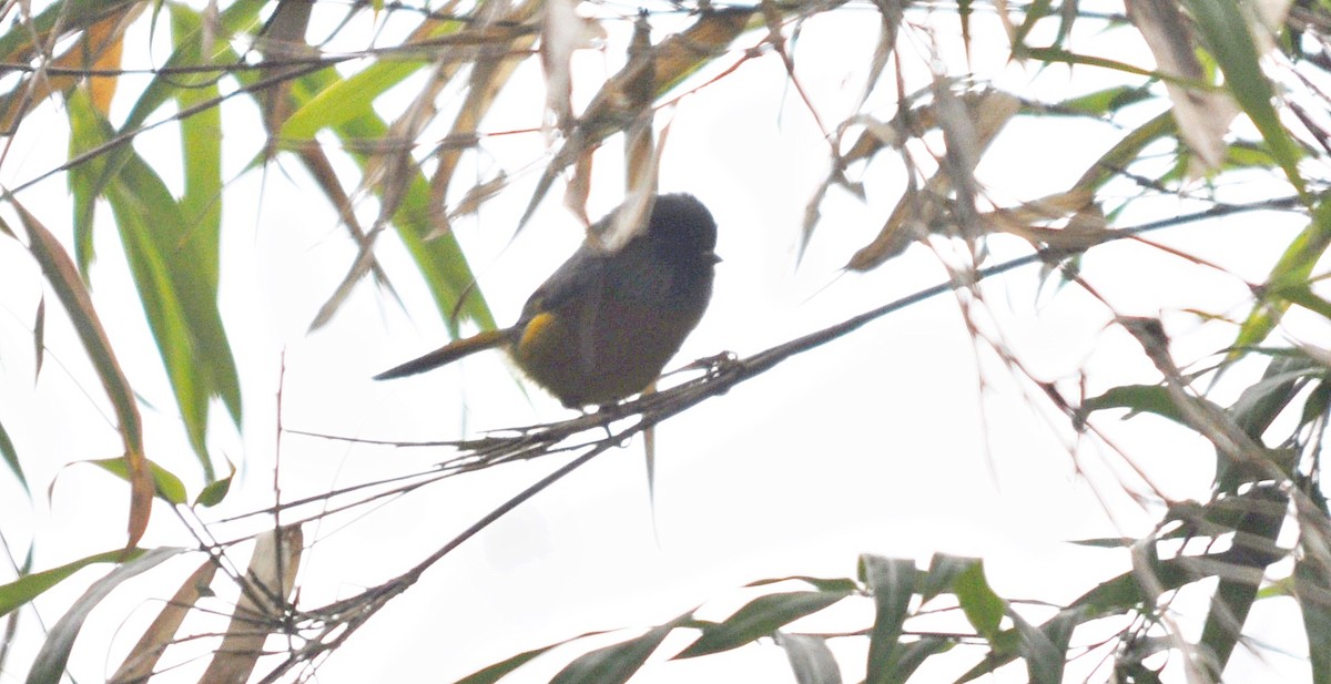 Golden-breasted Fulvetta - ML638129579
