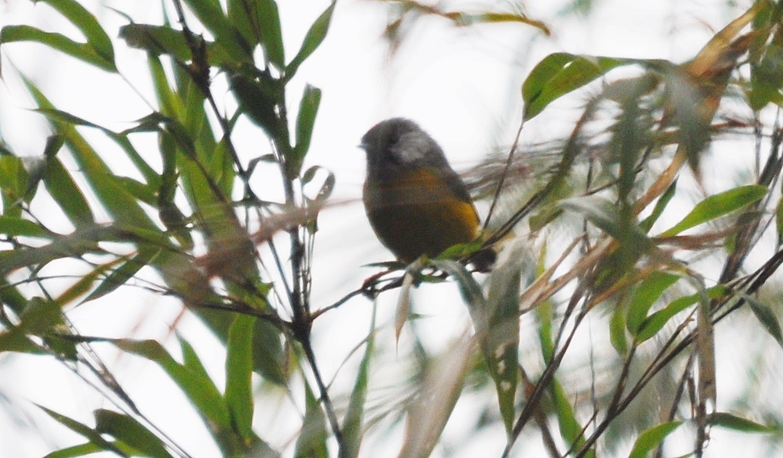 Golden-breasted Fulvetta - ML638129580