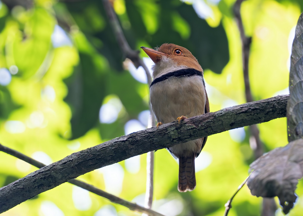 Collared Puffbird - ML638129583