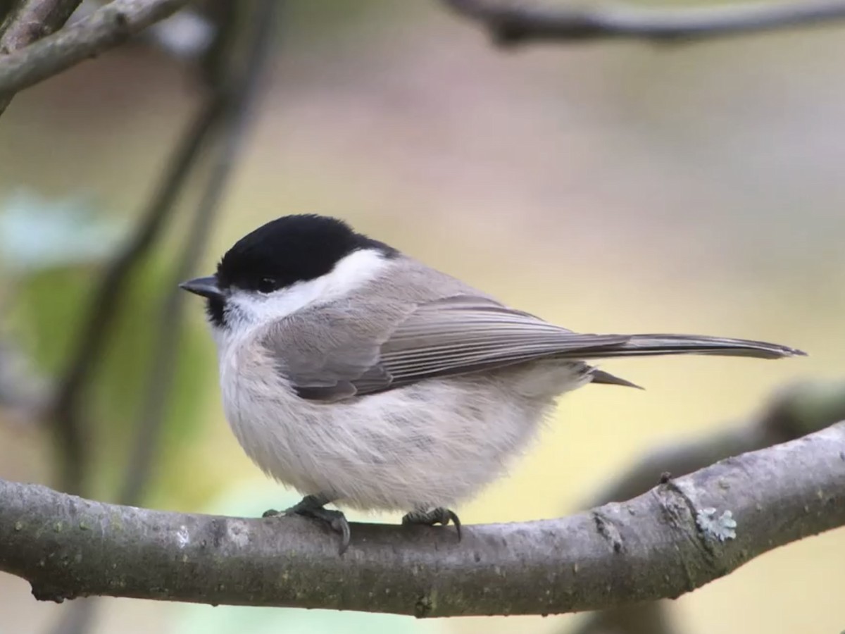 Marsh Tit - ML638129588
