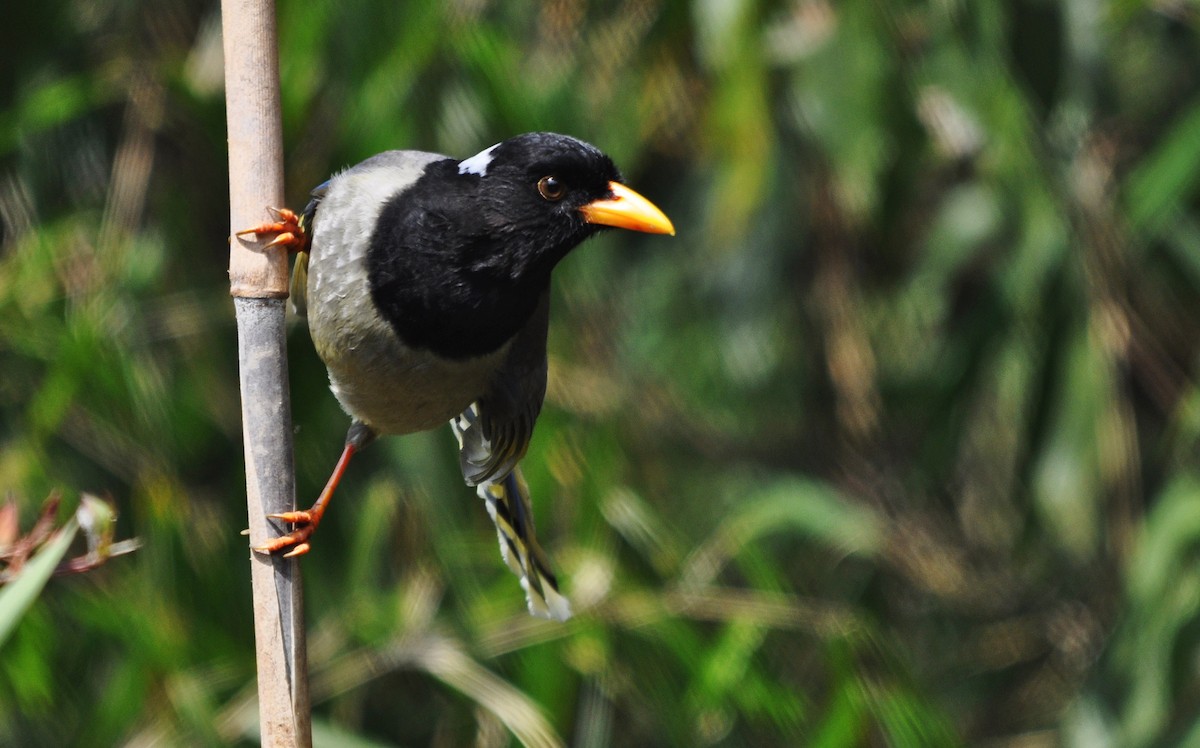 Yellow-billed Blue-Magpie - ML638129596