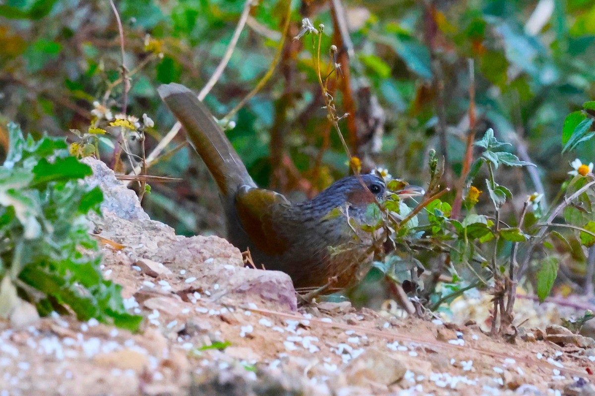 Streaked Laughingthrush - ML638129620