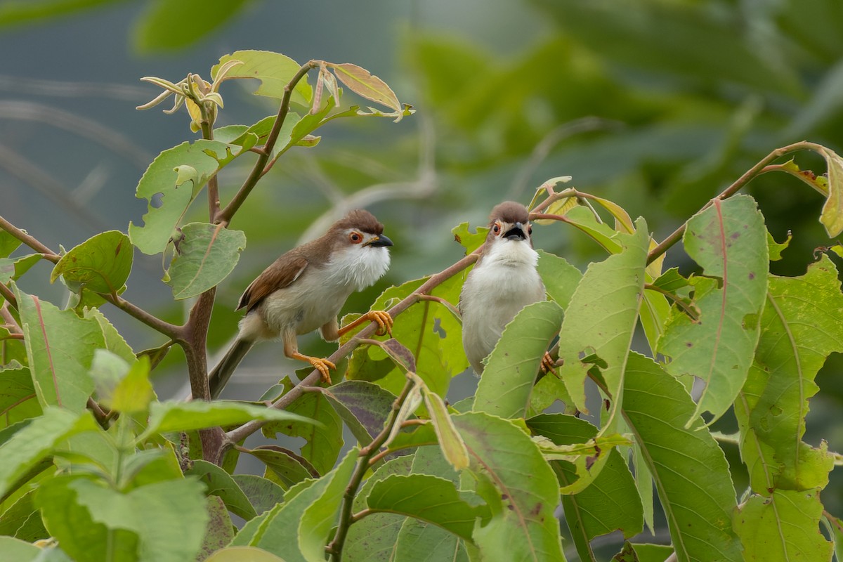 Yellow-eyed Babbler - ML638129625