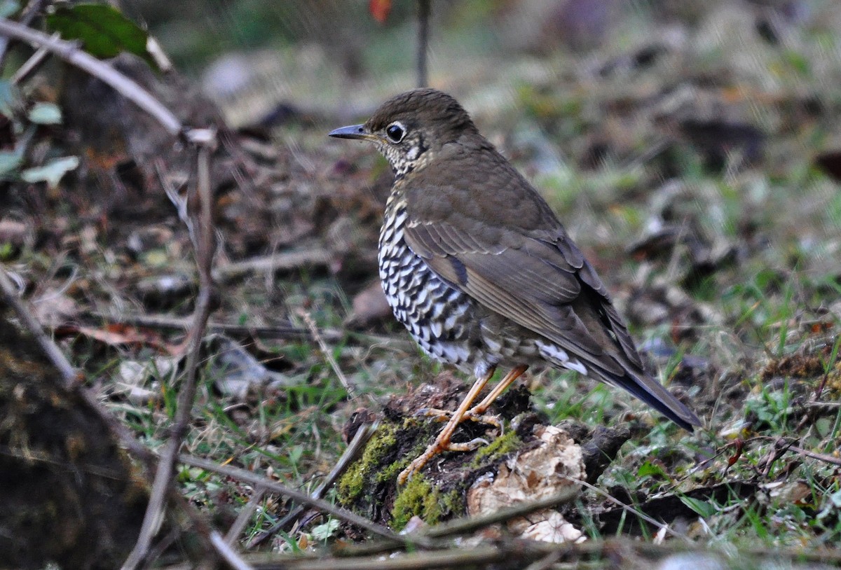 Alpine Thrush - ML638129626