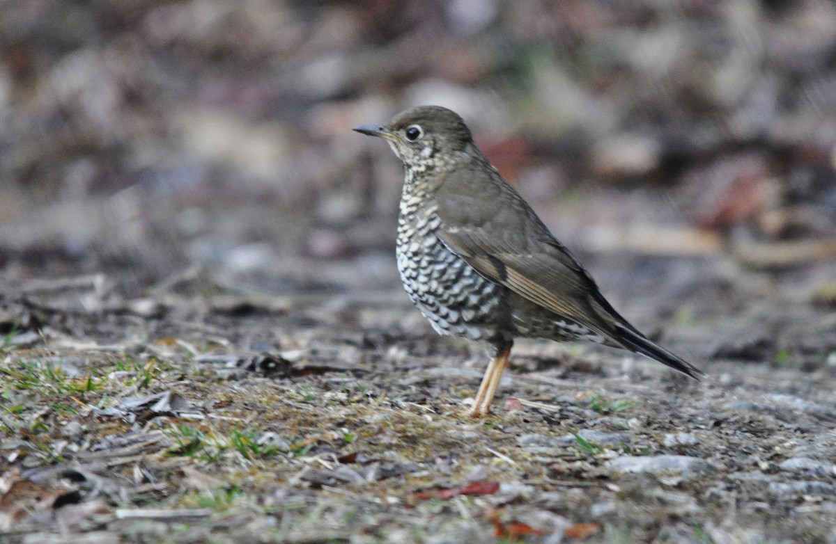Alpine Thrush - ML638129627