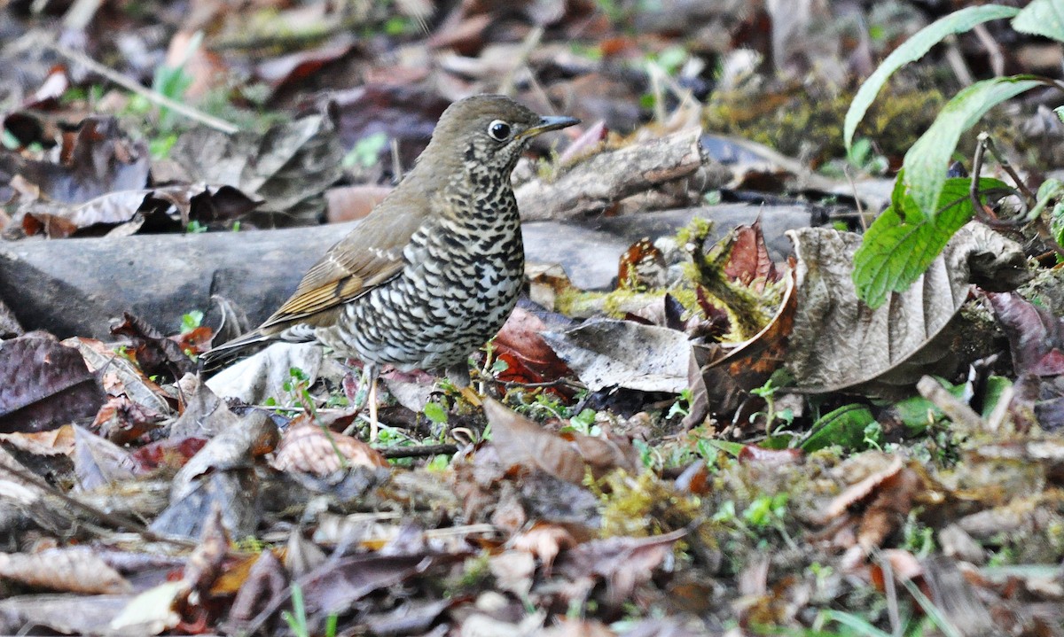 Alpine Thrush - ML638129628