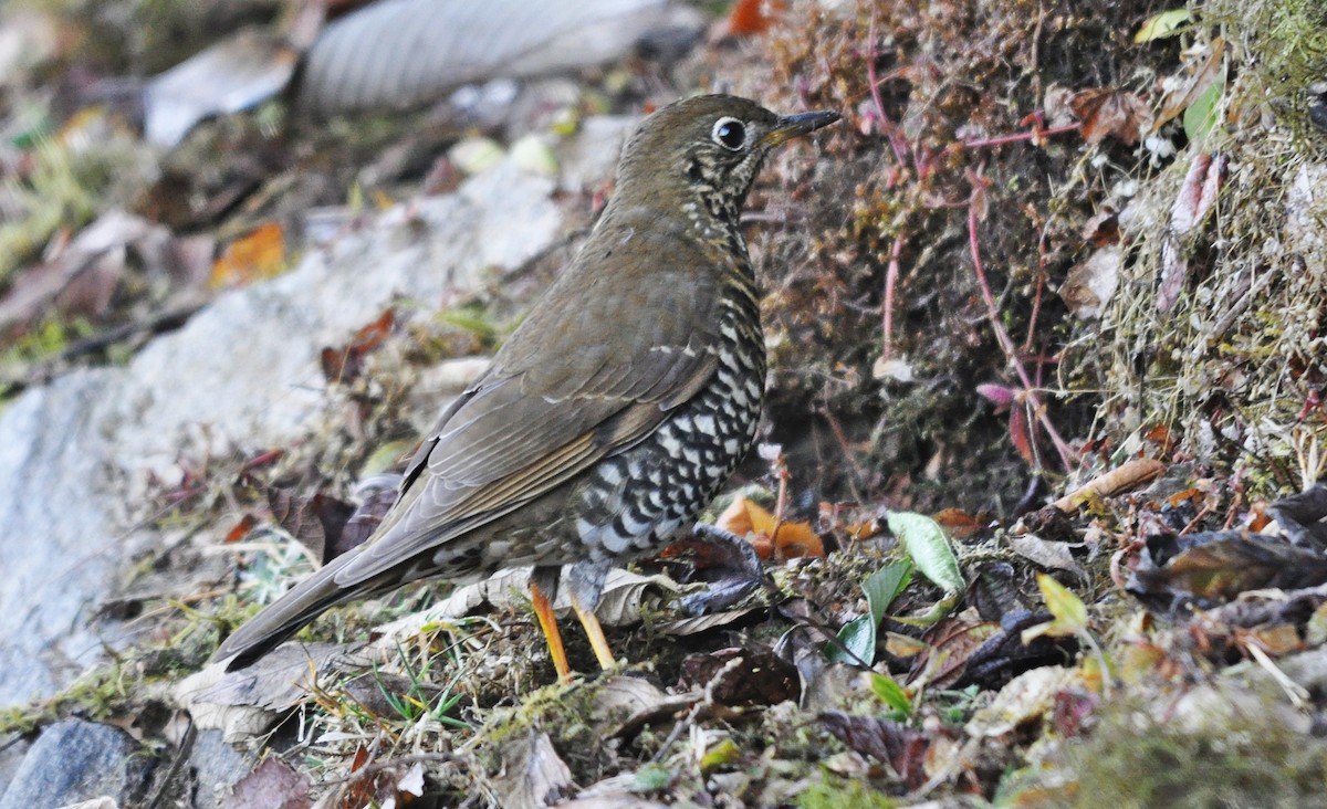 Alpine Thrush - ML638129629