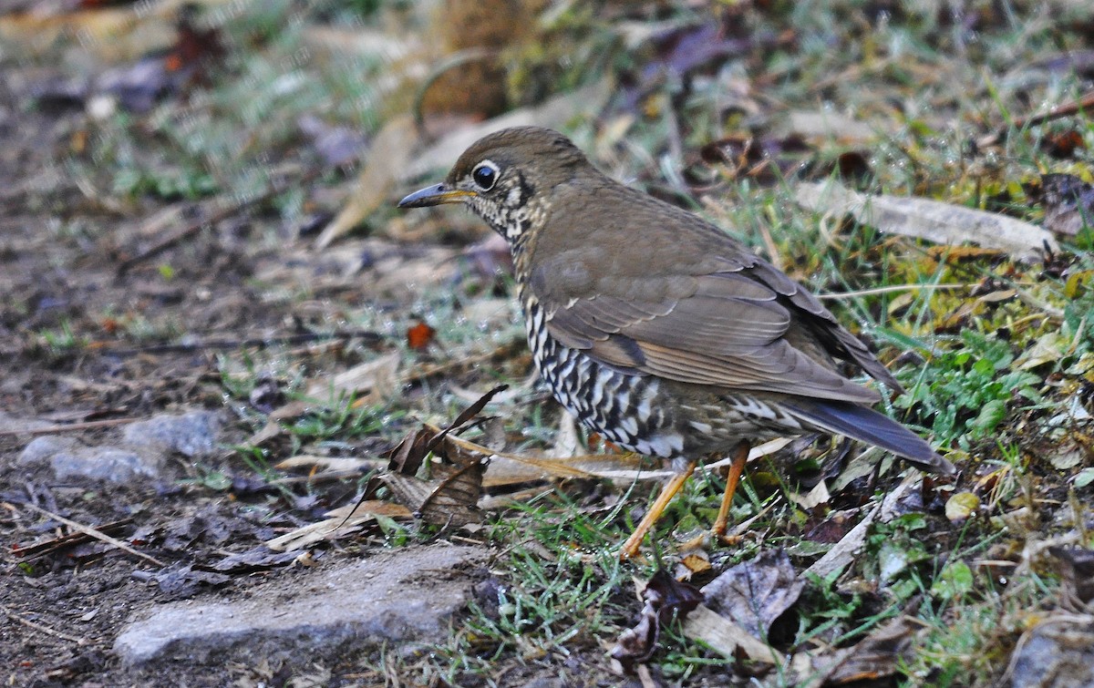 Alpine Thrush - ML638129630