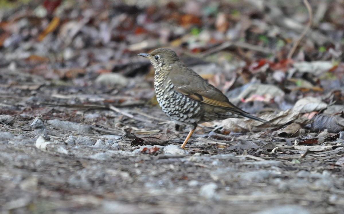 Alpine Thrush - ML638129631