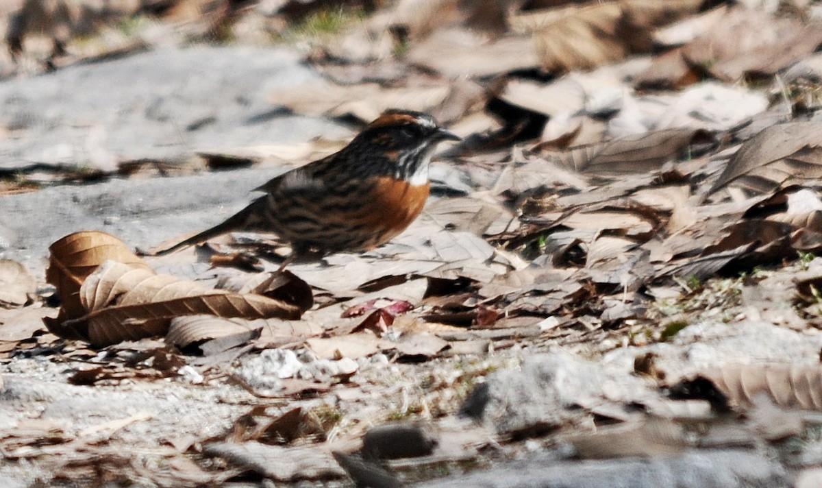 Rufous-breasted Accentor - ML638129633