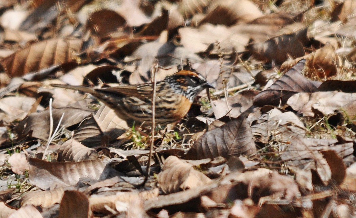 Rufous-breasted Accentor - ML638129634