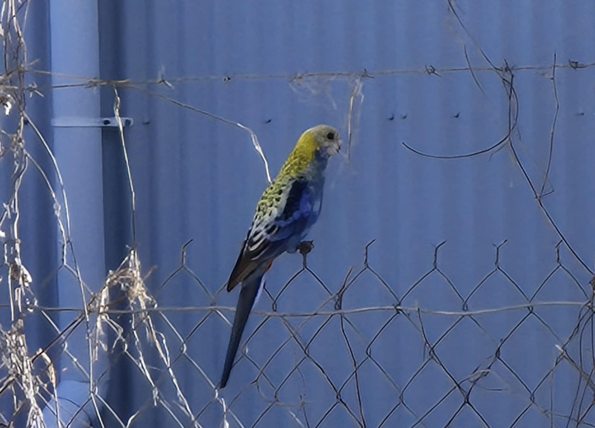 Pale-headed Rosella - ML638129635