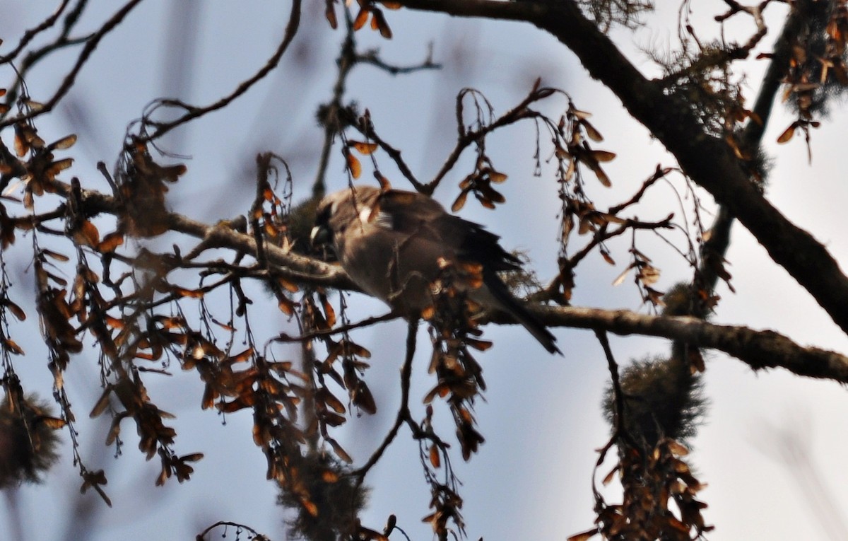 Brown Bullfinch - ML638129636