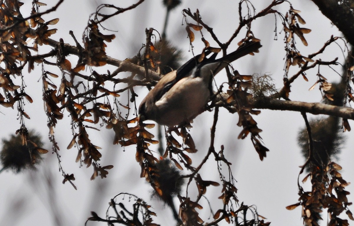 Brown Bullfinch - ML638129637
