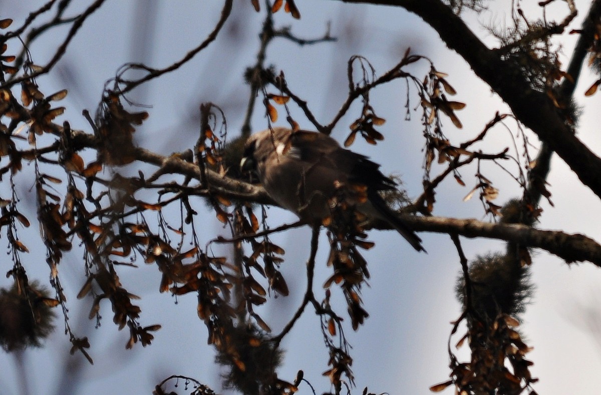 Brown Bullfinch - ML638129638