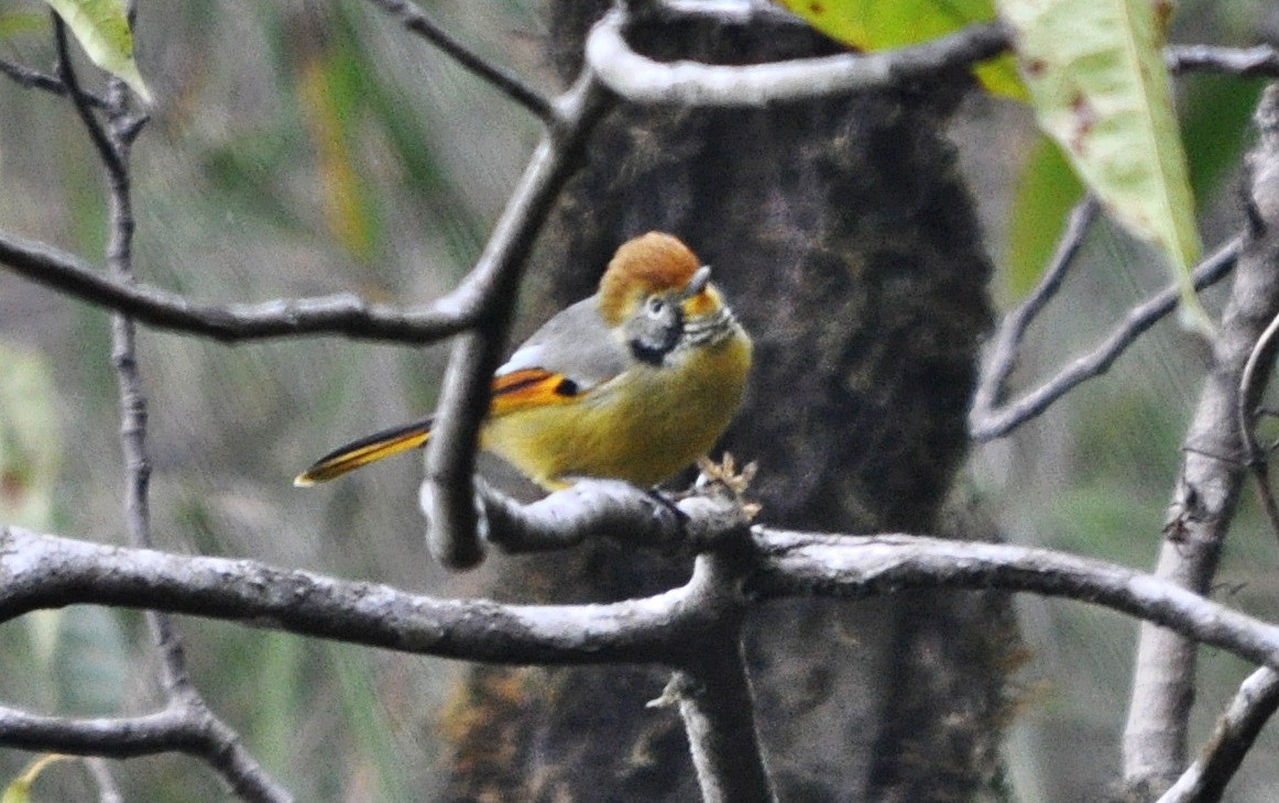 Chestnut-tailed Minla - ML638129650