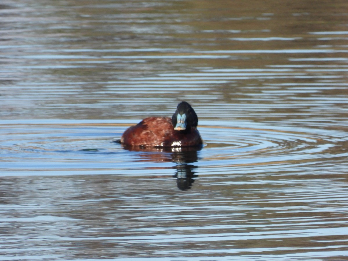 Blue-billed Duck - ML638129657