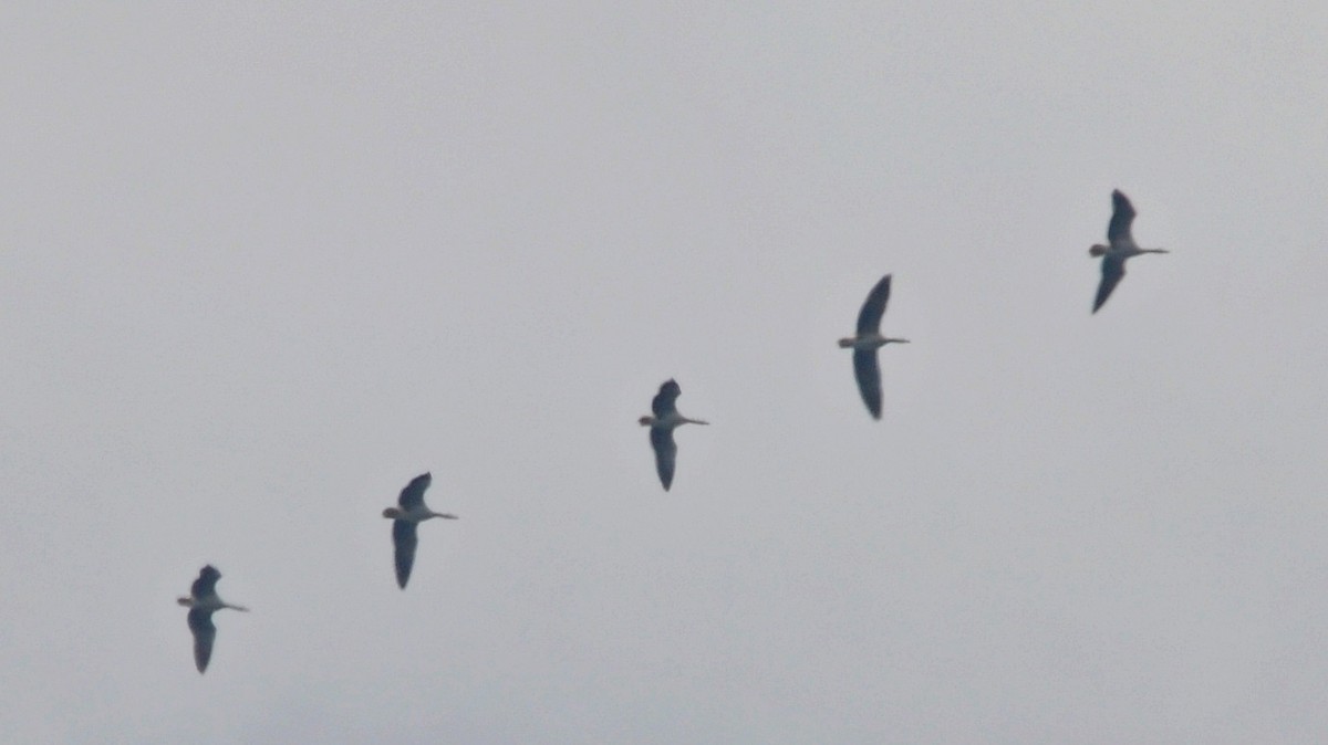 Bar-headed Goose - ML638129666