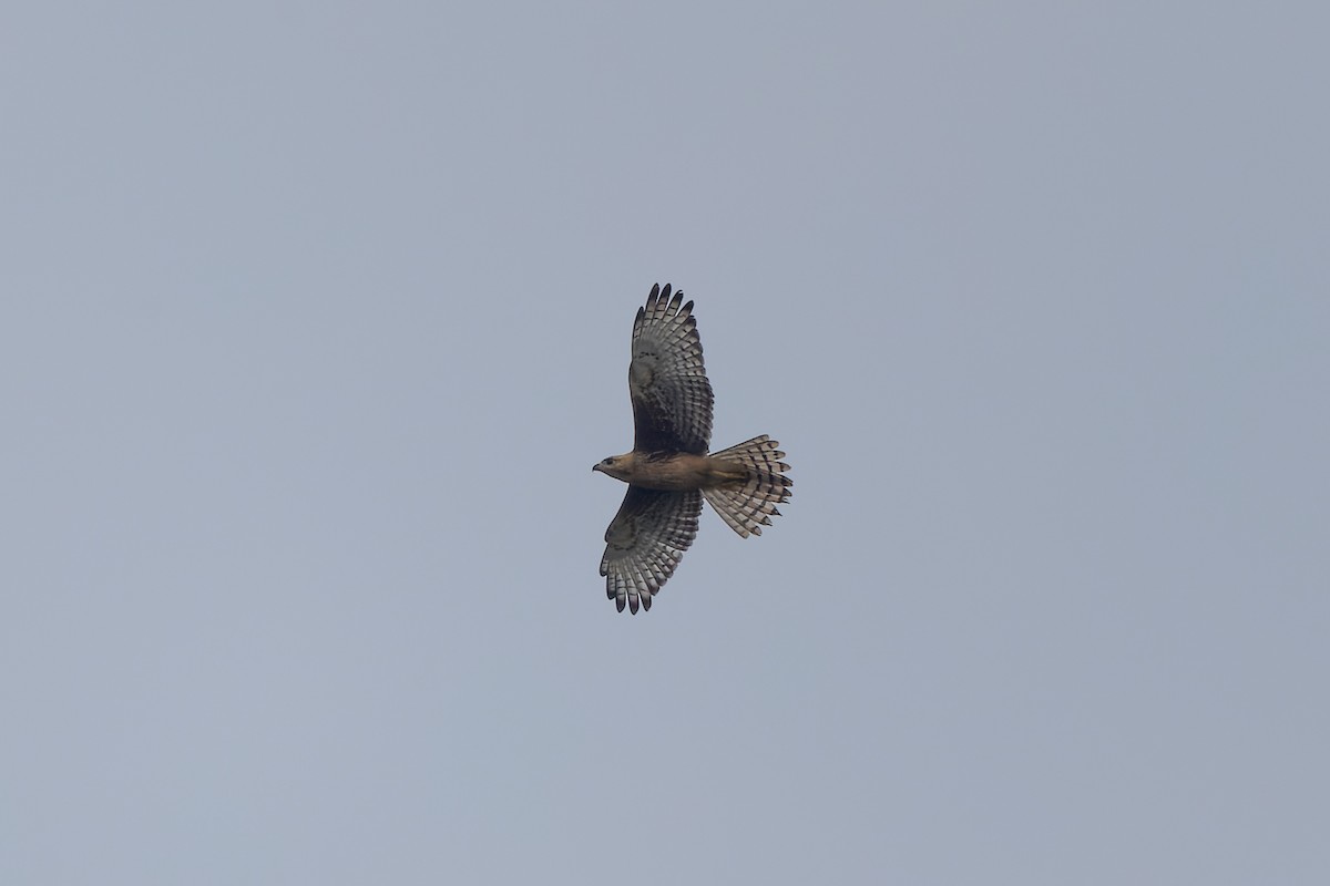 White-eyed Buzzard - ML638129669