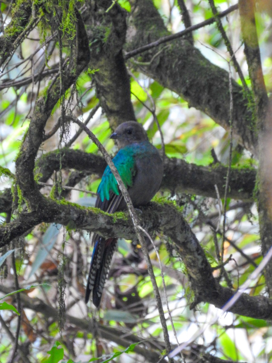 Resplendent Quetzal (Guatemalan) - ML638129670