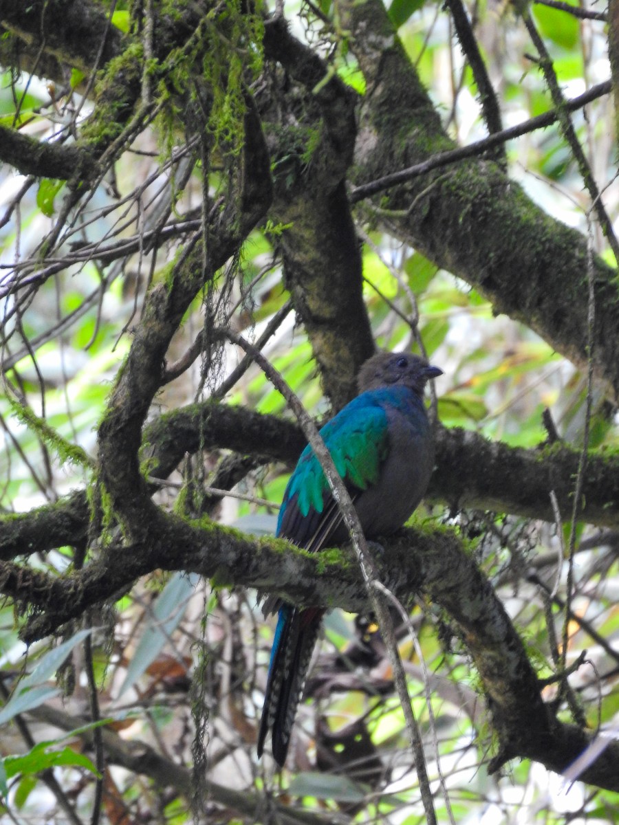 Resplendent Quetzal (Guatemalan) - ML638129671