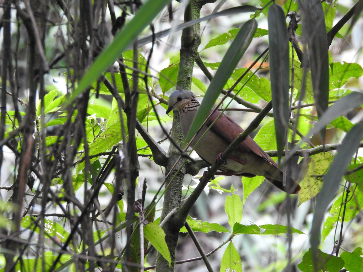 White-faced Quail-Dove - ML638129675