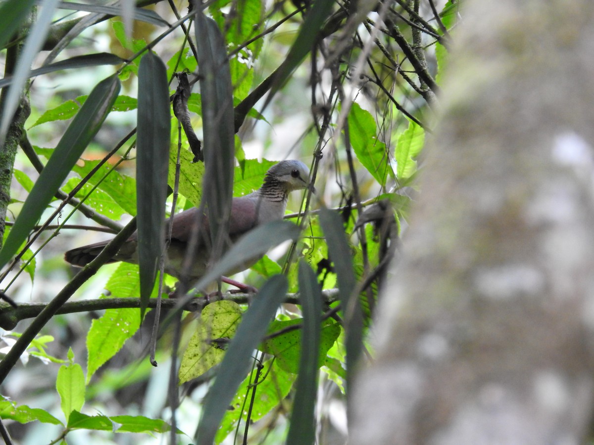 White-faced Quail-Dove - ML638129676