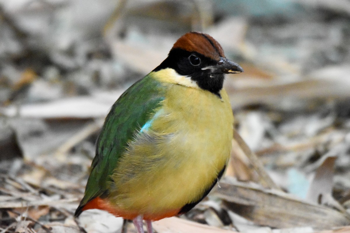 Noisy Pitta - ML638129691