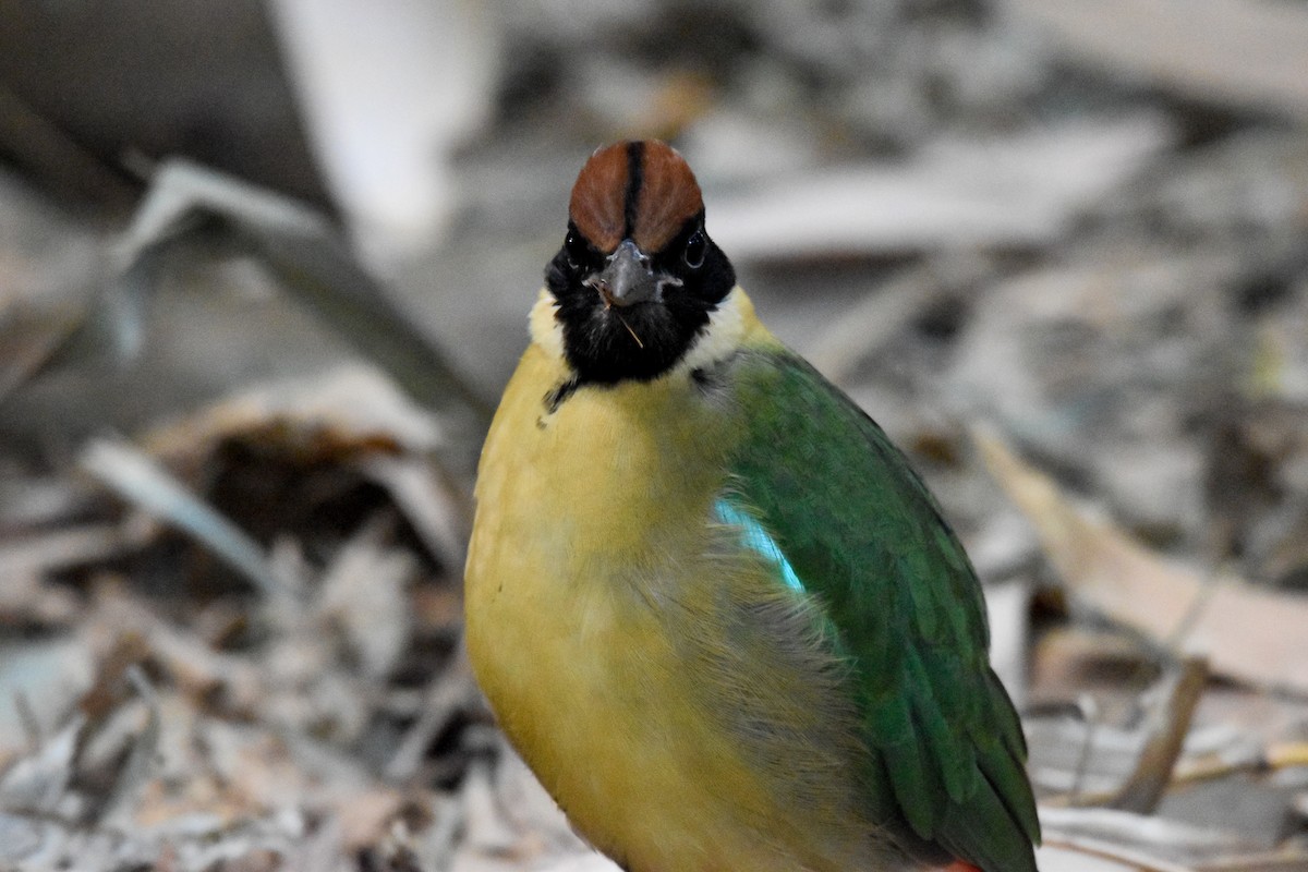 Noisy Pitta - ML638129692