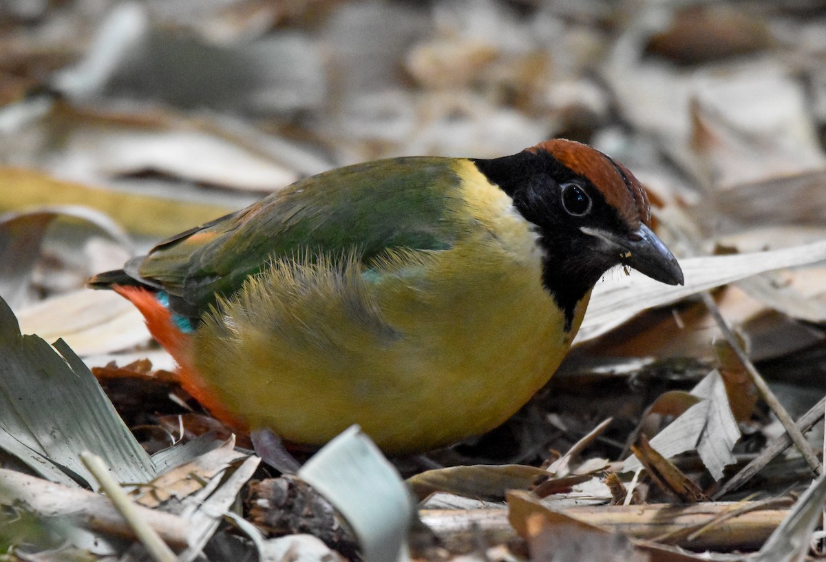 Noisy Pitta - ML638129693