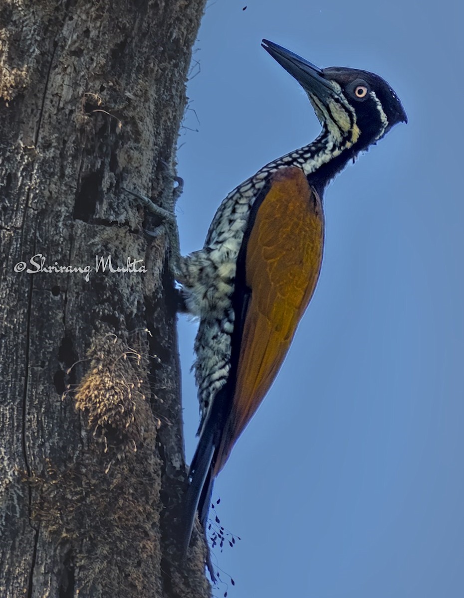 Malabar Flameback - ML638129709