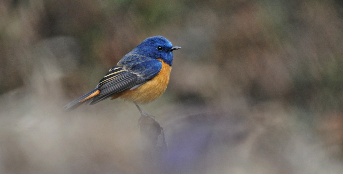 Blue-fronted Redstart - ML638129728
