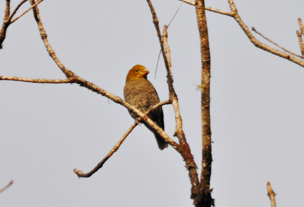 Scarlet Finch - ML638129730