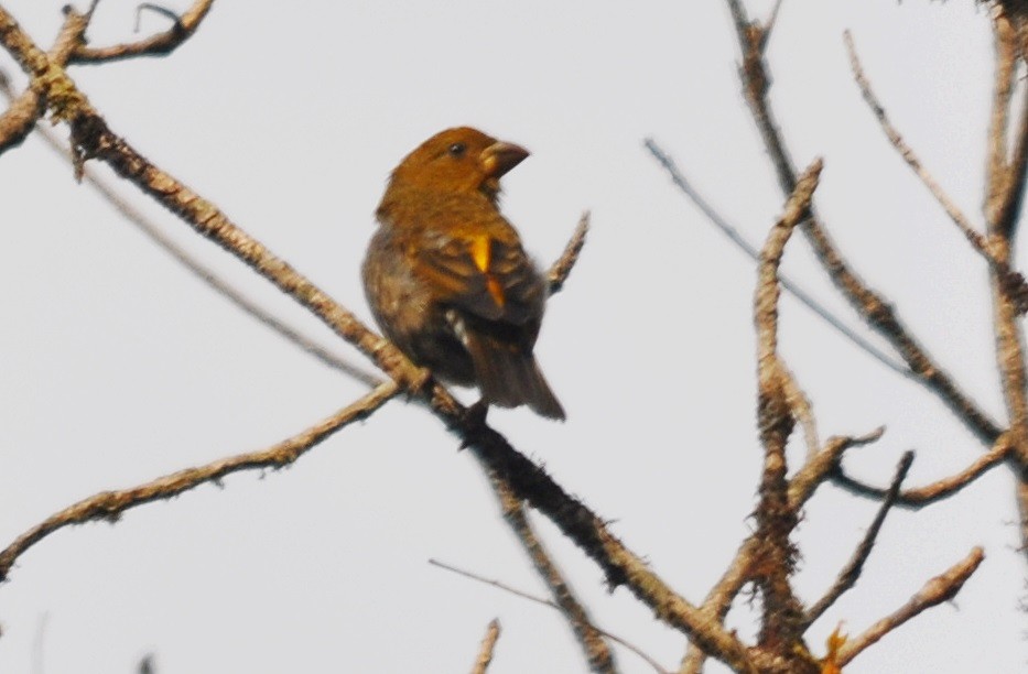 Scarlet Finch - ML638129731