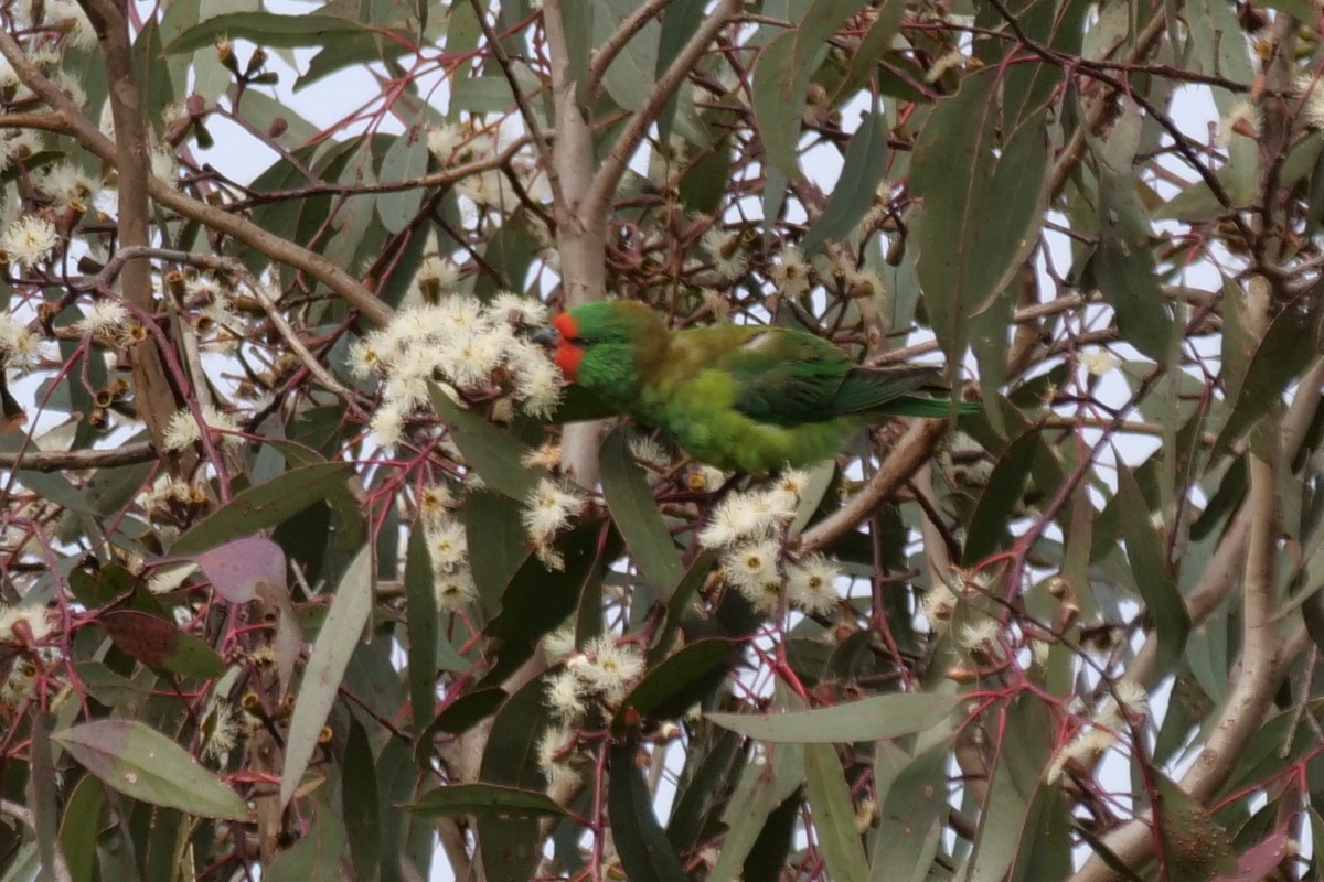 Little Lorikeet - ML638129744