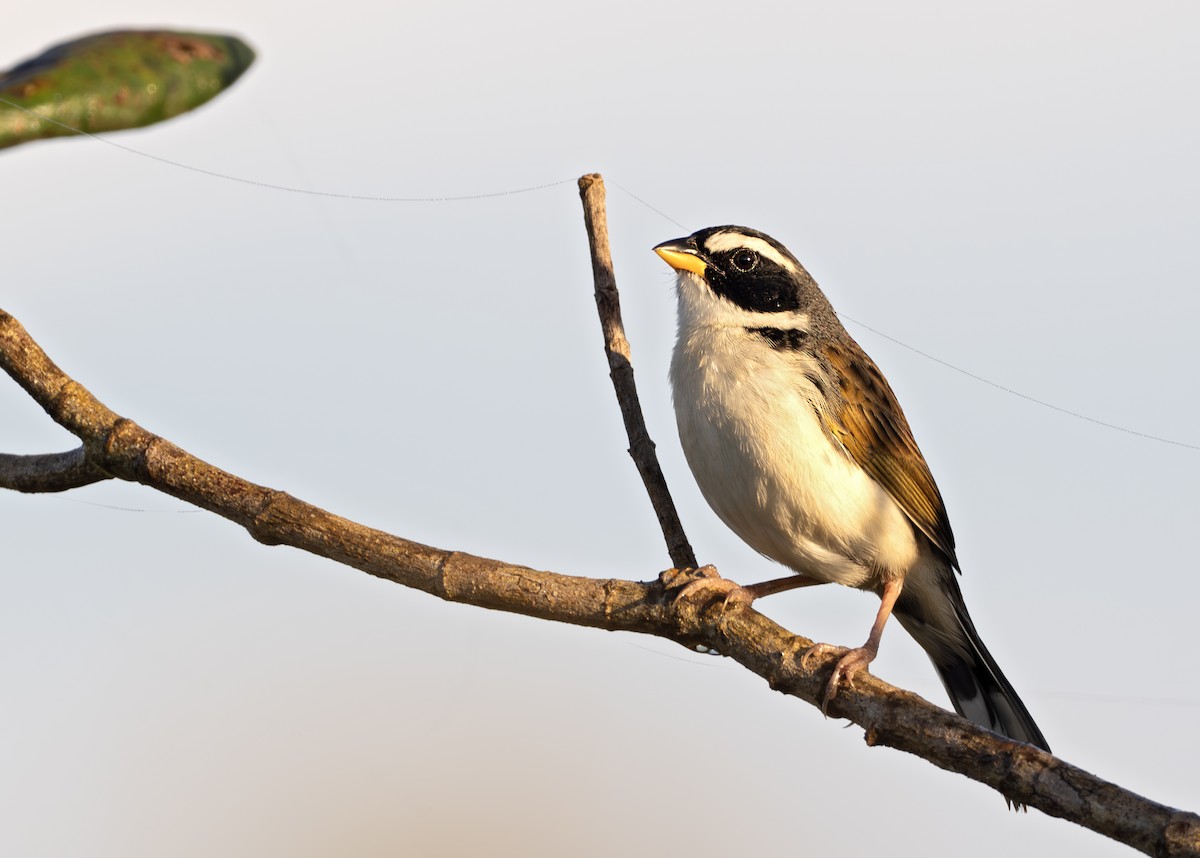 Black-masked Finch - ML638129748