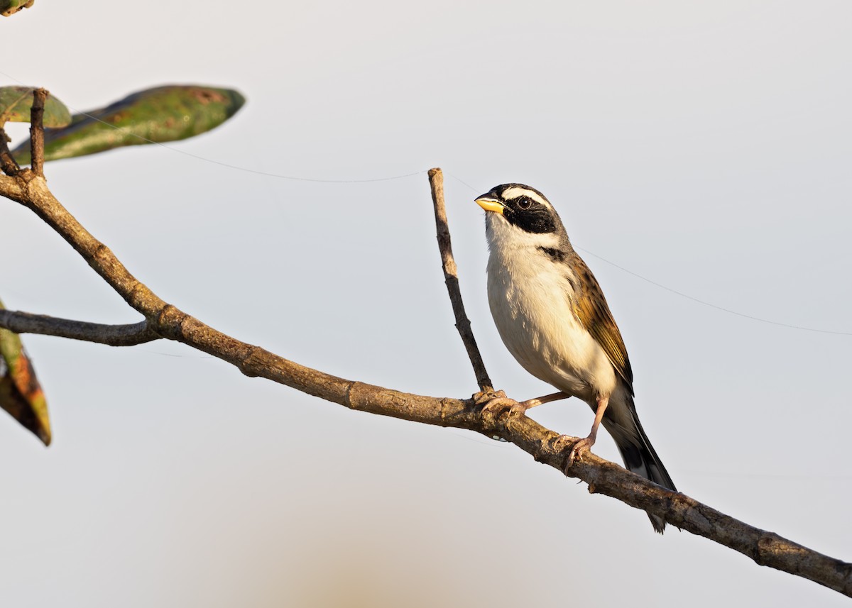 Black-masked Finch - ML638129749