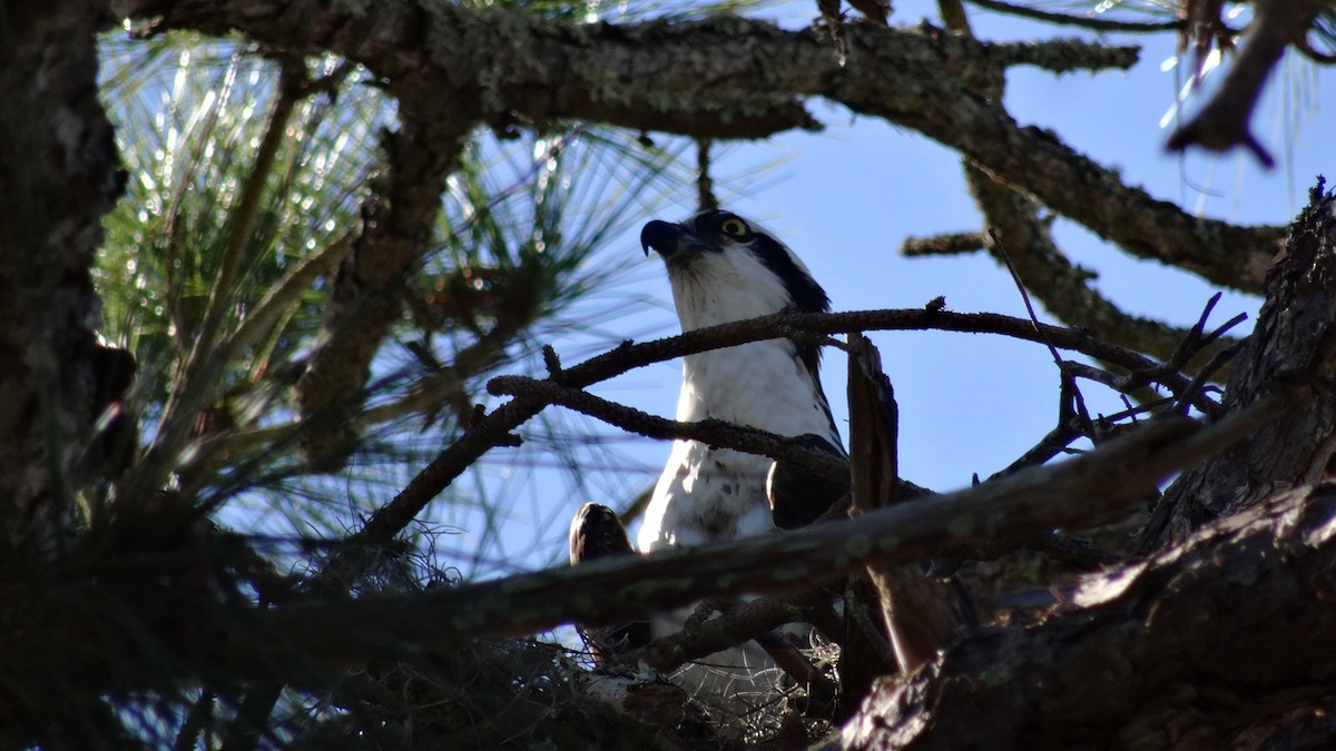 Osprey (American) - ML638129761