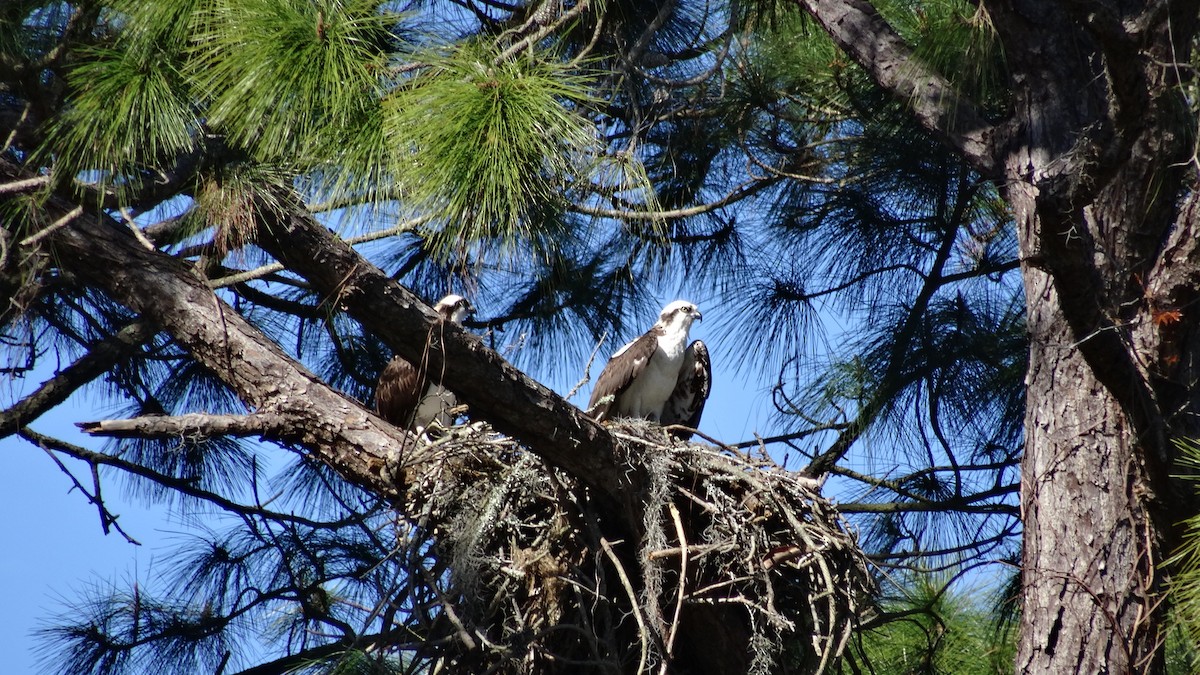 Osprey (American) - ML638129762
