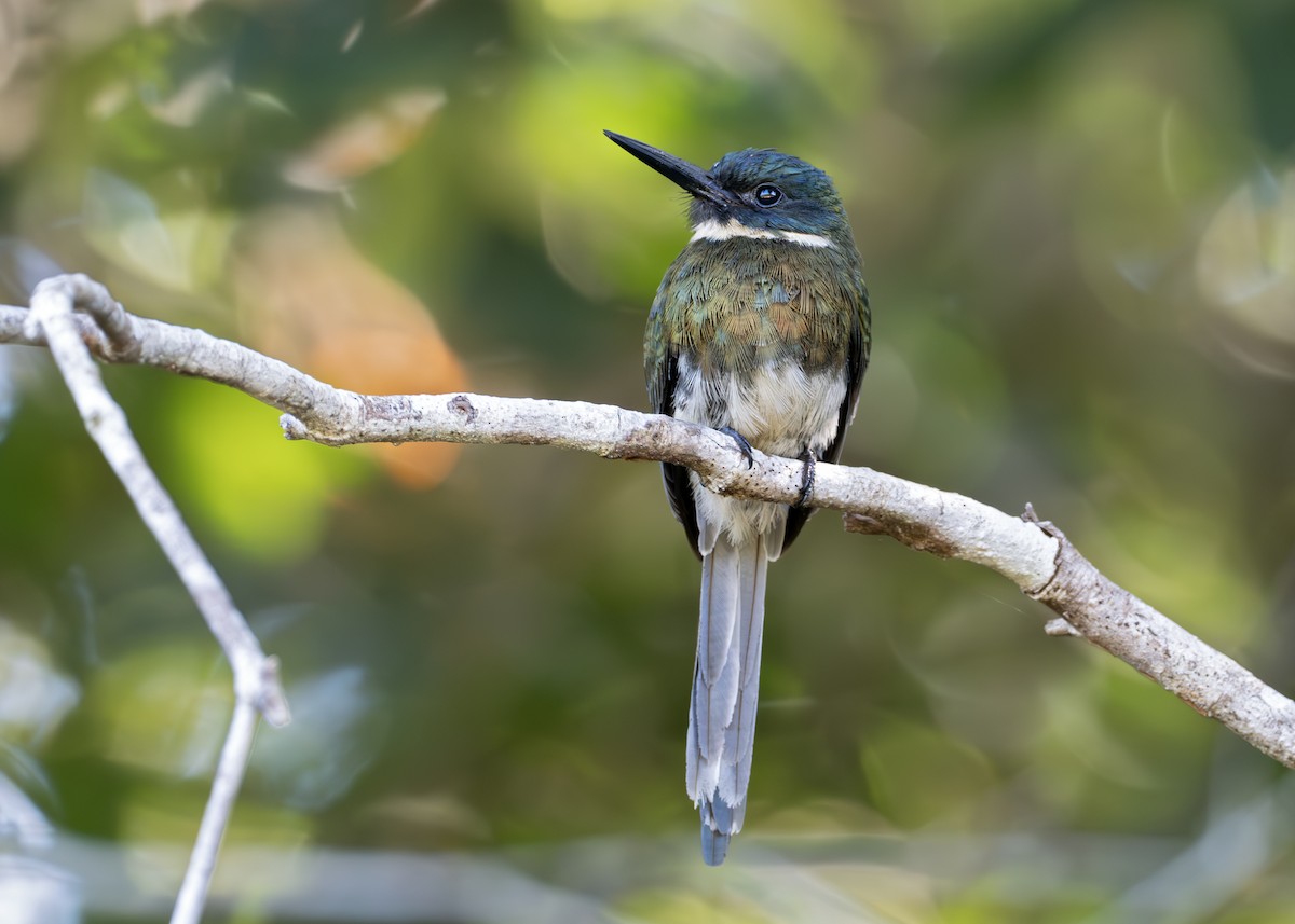 Bronzy Jacamar - ML638129763