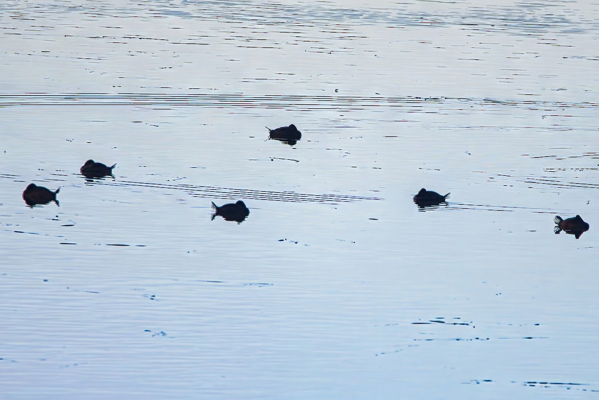Blue-billed Duck - ML638129766